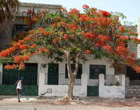 Santiago: weißes Gebäude mit blühenden Baum davor