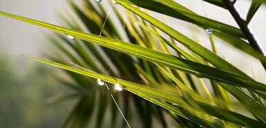 Regentropfen auf Blättern