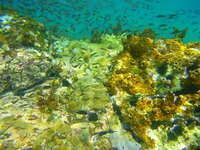 Sal: Fische und Korallen