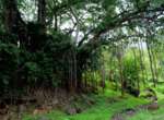 Santiago: Lemba Lemba-Baum