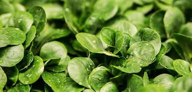 Nahaufnahme grüner Blattsalat